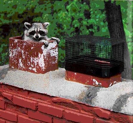 A raccoon peeks out of an open, weathered red brick chimney flue, resting its front paws on the edge. Next to it, another flue is secured with a black wire mesh cap. - juniatachimne1.wpenginepowered.com